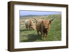 Highland Cattle Grazing on Dartmoor, Dartmoor National Park, Devon, England, United Kingdom, Europe-James Emmerson-Framed Photographic Print