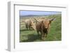 Highland Cattle Grazing on Dartmoor, Dartmoor National Park, Devon, England, United Kingdom, Europe-James Emmerson-Framed Photographic Print