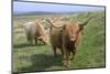 Highland Cattle Grazing on Dartmoor, Dartmoor National Park, Devon, England, United Kingdom, Europe-James Emmerson-Mounted Photographic Print