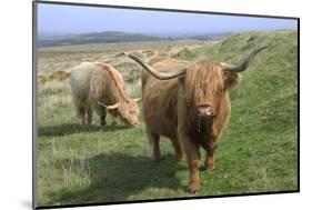 Highland Cattle Grazing on Dartmoor, Dartmoor National Park, Devon, England, United Kingdom, Europe-James Emmerson-Mounted Photographic Print