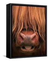 Highland Cattle, Head Close-Up, Scotland-Niall Benvie-Framed Stretched Canvas
