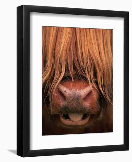 Highland Cattle, Head Close-Up, Scotland-Niall Benvie-Framed Premium Photographic Print