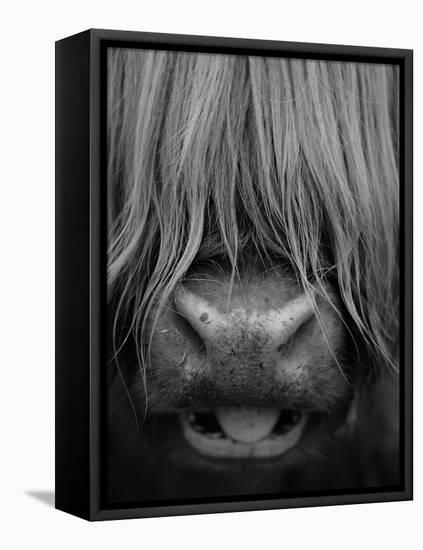 Highland Cattle, Head Close-Up, Scotland-Niall Benvie-Framed Stretched Canvas