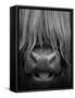 Highland Cattle, Head Close-Up, Scotland-Niall Benvie-Framed Stretched Canvas