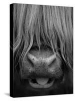 Highland Cattle, Head Close-Up, Scotland-Niall Benvie-Stretched Canvas