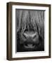 Highland Cattle, Head Close-Up, Scotland-Niall Benvie-Framed Premium Photographic Print
