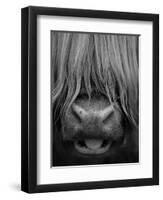 Highland Cattle, Head Close-Up, Scotland-Niall Benvie-Framed Premium Photographic Print