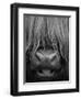 Highland Cattle, Head Close-Up, Scotland-Niall Benvie-Framed Premium Photographic Print