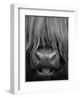 Highland Cattle, Head Close-Up, Scotland-Niall Benvie-Framed Premium Photographic Print