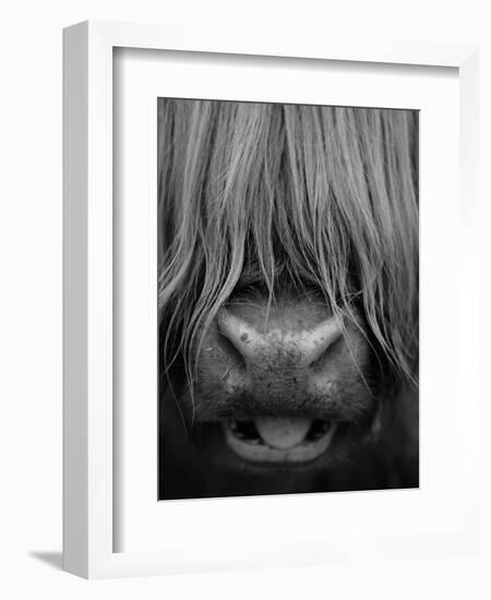 Highland Cattle, Head Close-Up, Scotland-Niall Benvie-Framed Premium Photographic Print