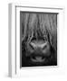 Highland Cattle, Head Close-Up, Scotland-Niall Benvie-Framed Premium Photographic Print