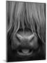 Highland Cattle, Head Close-Up, Scotland-Niall Benvie-Mounted Premium Photographic Print