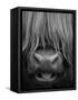 Highland Cattle, Head Close-Up, Scotland-Niall Benvie-Framed Stretched Canvas