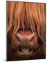 Highland Cattle, Head Close-Up, Scotland-Niall Benvie-Mounted Photographic Print