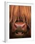 Highland Cattle, Head Close-Up, Scotland-Niall Benvie-Framed Photographic Print