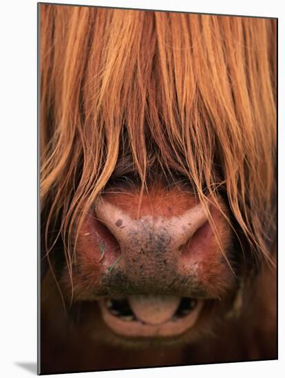 Highland Cattle, Head Close-Up, Scotland-Niall Benvie-Mounted Photographic Print