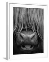 Highland Cattle, Head Close-Up, Scotland-Niall Benvie-Framed Photographic Print