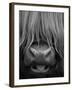 Highland Cattle, Head Close-Up, Scotland-Niall Benvie-Framed Photographic Print