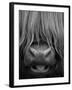 Highland Cattle, Head Close-Up, Scotland-Niall Benvie-Framed Photographic Print