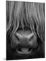 Highland Cattle, Head Close-Up, Scotland-Niall Benvie-Mounted Photographic Print