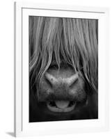 Highland Cattle, Head Close-Up, Scotland-Niall Benvie-Framed Photographic Print