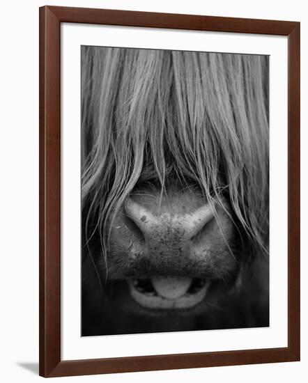 Highland Cattle, Head Close-Up, Scotland-Niall Benvie-Framed Photographic Print