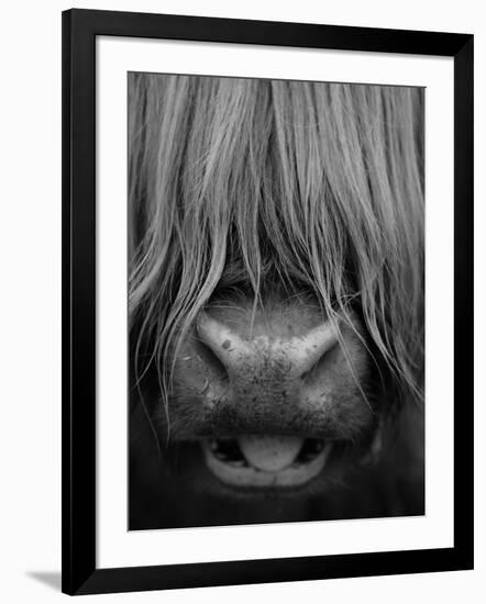 Highland Cattle, Head Close-Up, Scotland-Niall Benvie-Framed Photographic Print