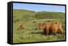 Highland Cattle Herd on Moorland-null-Framed Stretched Canvas