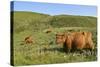 Highland Cattle Herd on Moorland-null-Stretched Canvas