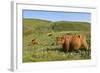 Highland Cattle Herd on Moorland-null-Framed Photographic Print