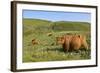 Highland Cattle Herd on Moorland-null-Framed Photographic Print