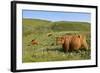 Highland Cattle Herd on Moorland-null-Framed Photographic Print