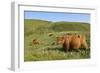 Highland Cattle Herd on Moorland-null-Framed Photographic Print