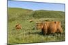 Highland Cattle Herd on Moorland-null-Mounted Photographic Print