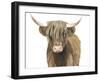 Highland Cattle II-Grace Popp-Framed Art Print