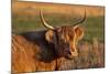 Highland Cattle in the Flathead Valley, Montana, USA-Chuck Haney-Mounted Photographic Print