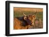 Highland Cattle in the Flathead Valley, Montana, USA-Chuck Haney-Framed Photographic Print