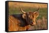Highland Cattle in the Flathead Valley, Montana, USA-Chuck Haney-Framed Stretched Canvas