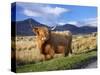 Highland Cattle, Isle of Mull, Inner Hebrides, Scotland, Uk-Patrick Dieudonne-Stretched Canvas