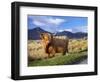 Highland Cattle, Isle of Mull, Inner Hebrides, Scotland, Uk-Patrick Dieudonne-Framed Photographic Print