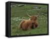Highland Cattle, Isle of Mull, Scotland, United Kingdom, Europe-Rainford Roy-Framed Stretched Canvas