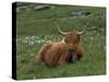 Highland Cattle, Isle of Mull, Scotland, United Kingdom, Europe-Rainford Roy-Stretched Canvas