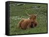 Highland Cattle, Isle of Mull, Scotland, United Kingdom, Europe-Rainford Roy-Framed Stretched Canvas