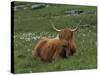 Highland Cattle, Isle of Mull, Scotland, United Kingdom, Europe-Rainford Roy-Stretched Canvas