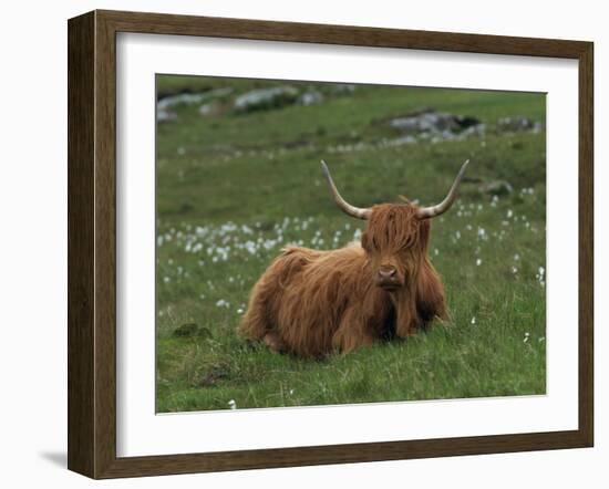 Highland Cattle, Isle of Mull, Scotland, United Kingdom, Europe-Rainford Roy-Framed Photographic Print