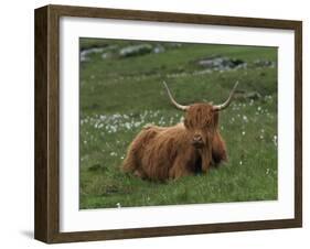 Highland Cattle, Isle of Mull, Scotland, United Kingdom, Europe-Rainford Roy-Framed Photographic Print