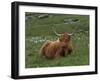 Highland Cattle, Isle of Mull, Scotland, United Kingdom, Europe-Rainford Roy-Framed Photographic Print