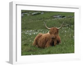 Highland Cattle, Isle of Mull, Scotland, United Kingdom, Europe-Rainford Roy-Framed Photographic Print