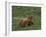 Highland Cattle, Isle of Mull, Scotland, United Kingdom, Europe-Rainford Roy-Framed Photographic Print