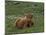 Highland Cattle, Isle of Mull, Scotland, United Kingdom, Europe-Rainford Roy-Mounted Photographic Print